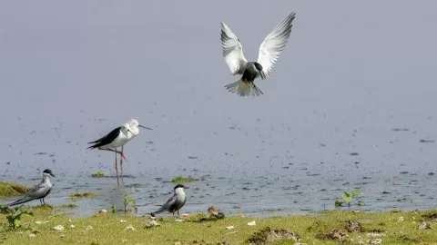 Bıyıklı sumru