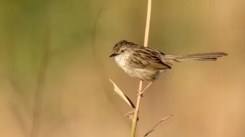 Asya dikkuyruklu ötleğini
