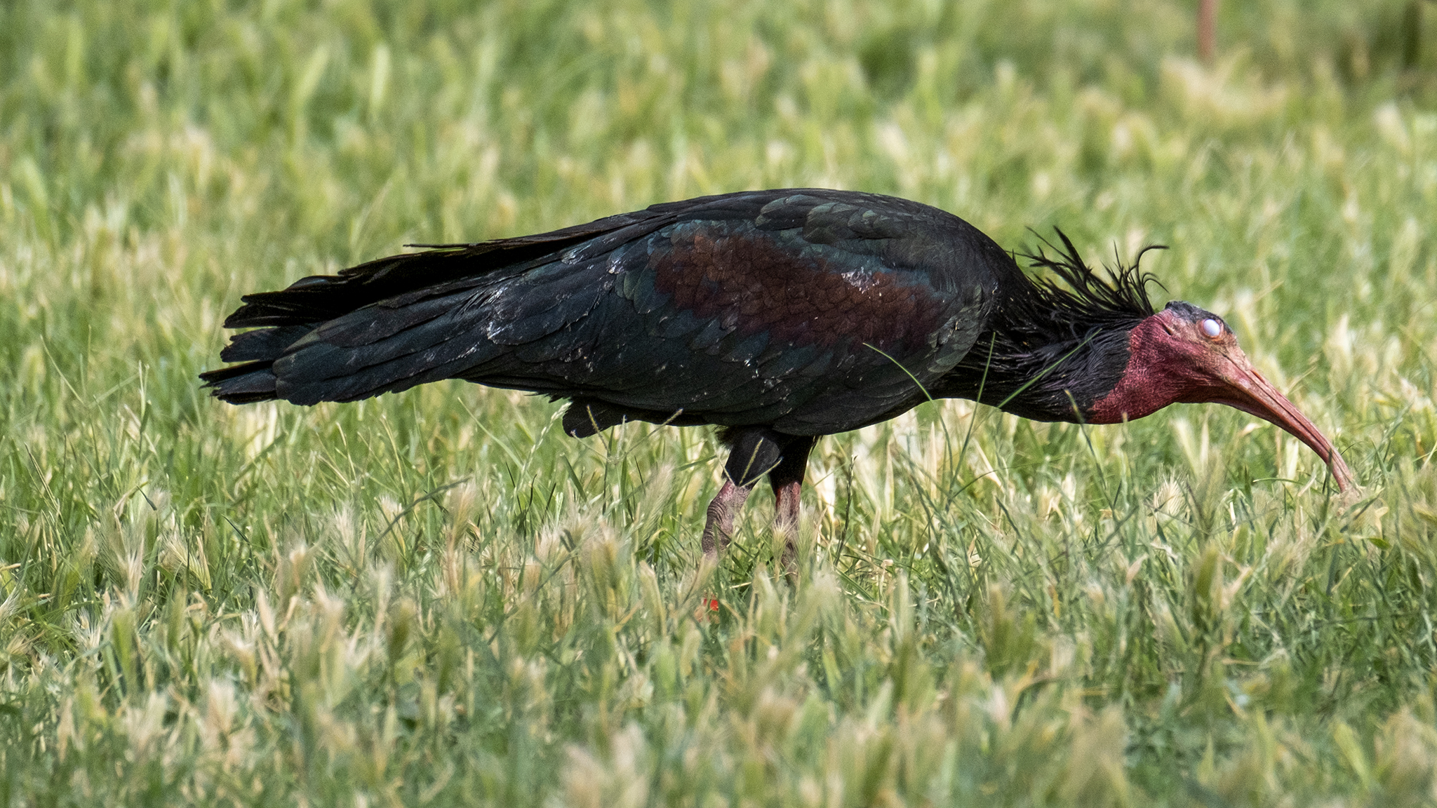 Northern Bald Ibis