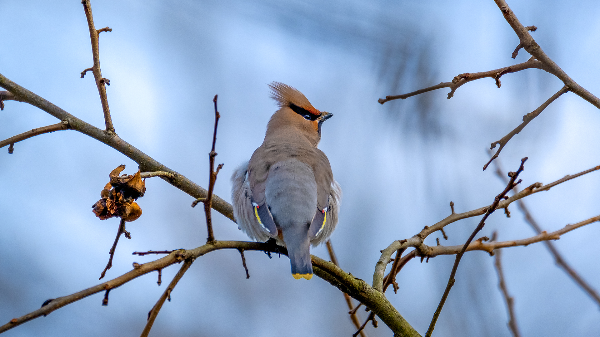 Bohemian Waxwing