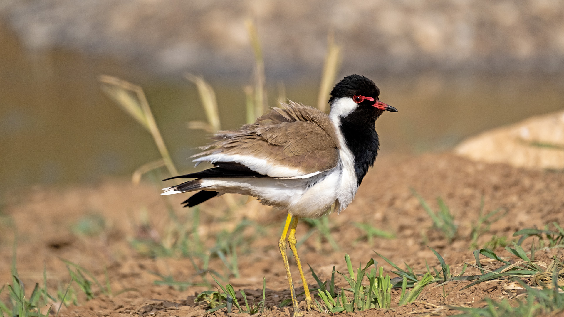Red-wattled Lapwing