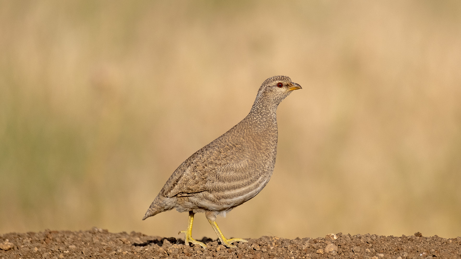 See-see Partridge