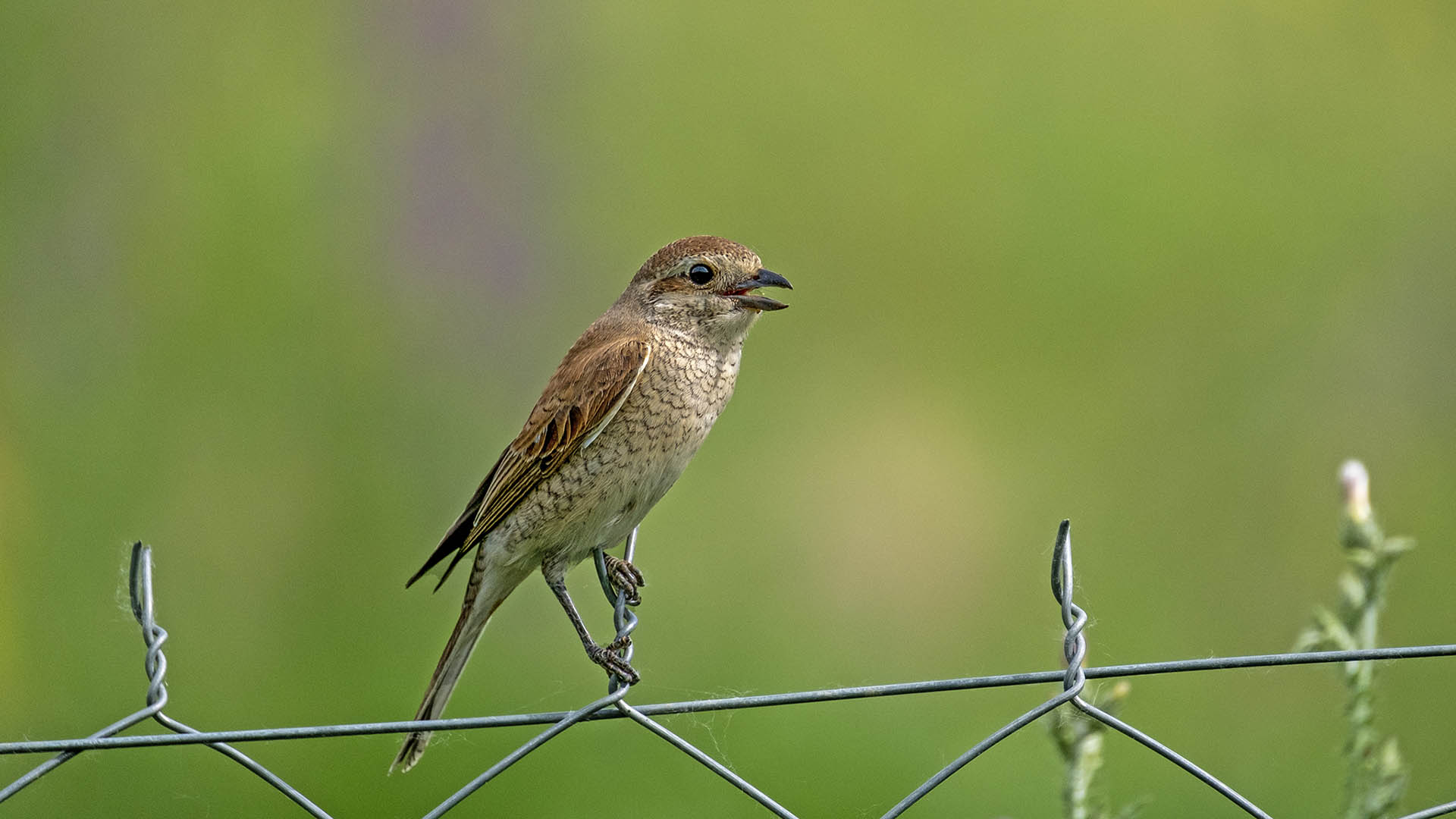 Red-backed Shrike