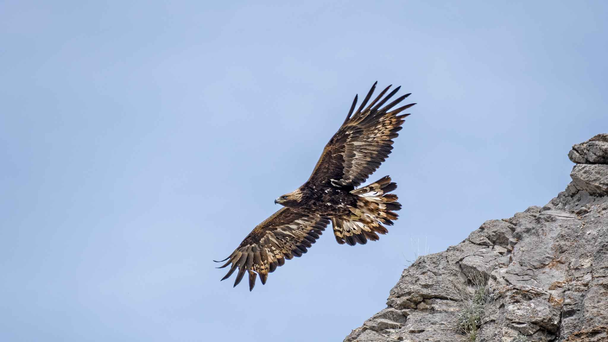 Golden Eagle