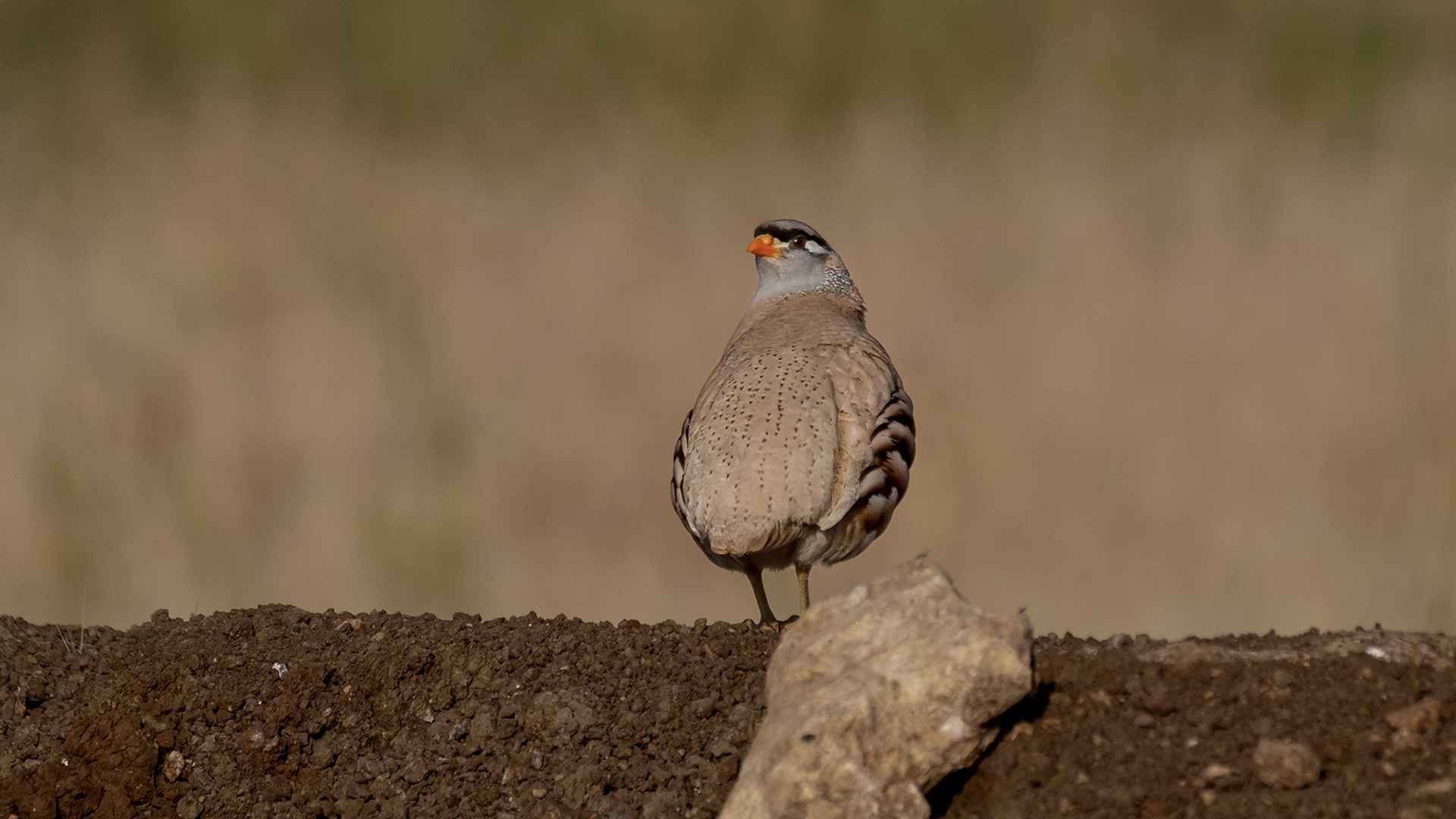 See-see Partridge