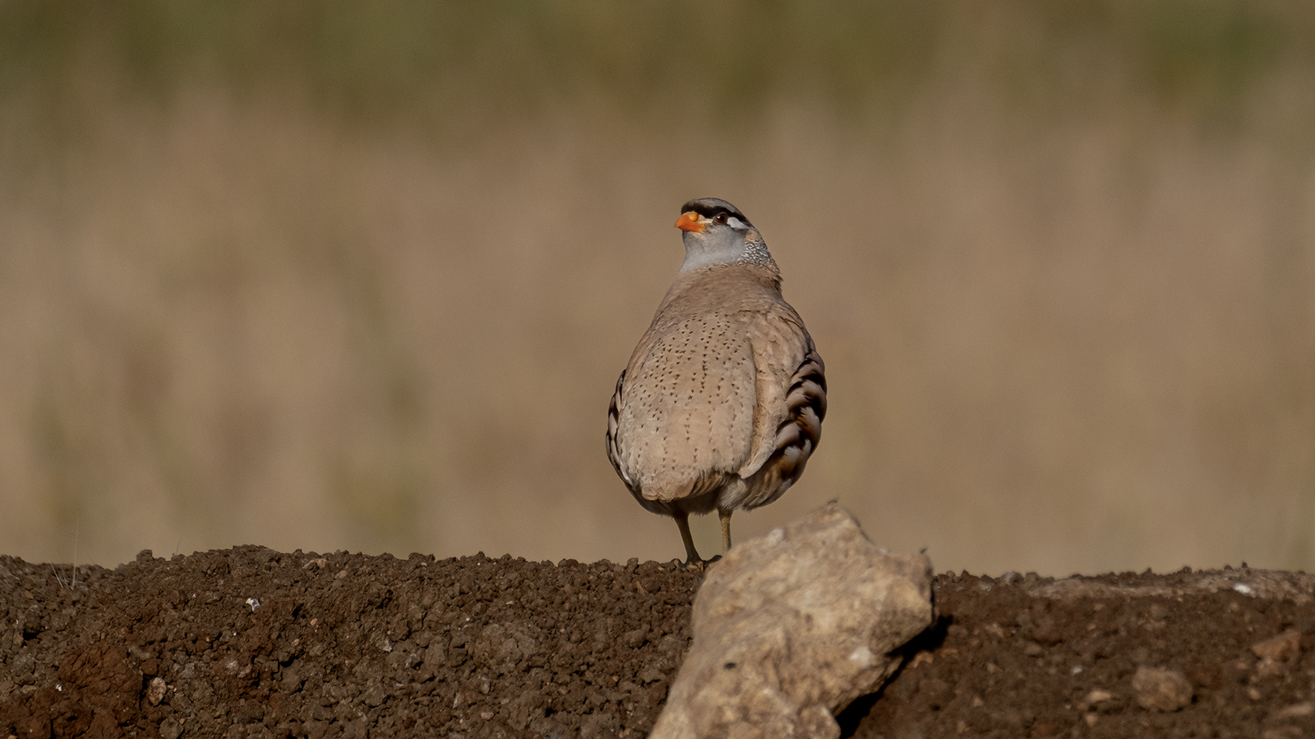 See-see Partridge