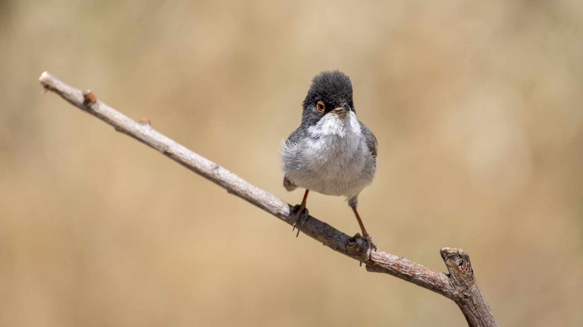 Menetries's Warbler