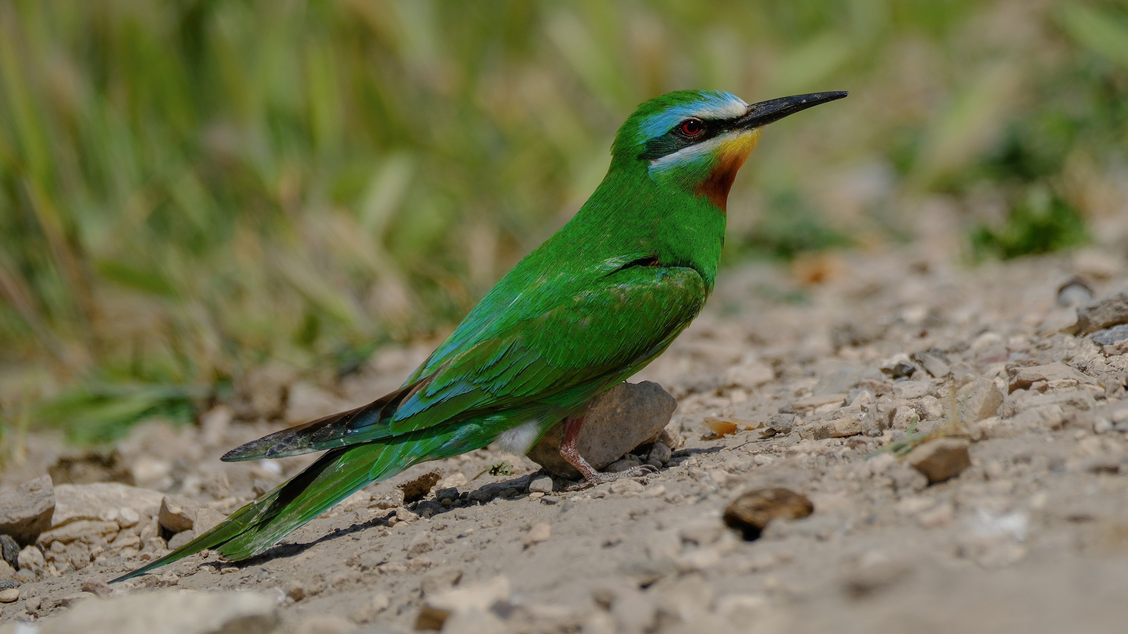 Blue-cheeked Bee-eater — Ana fotoğraf