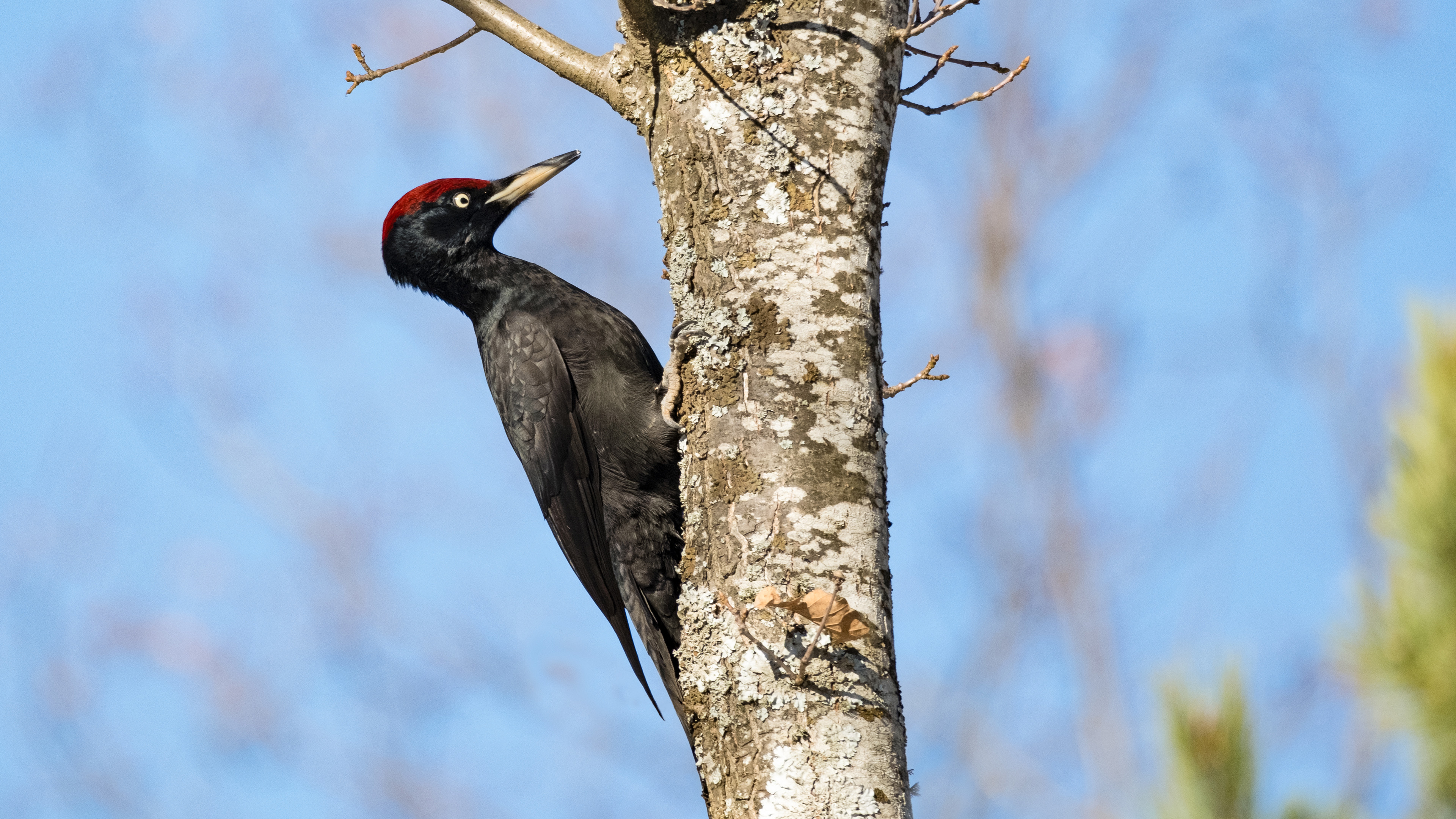 Black Woodpecker