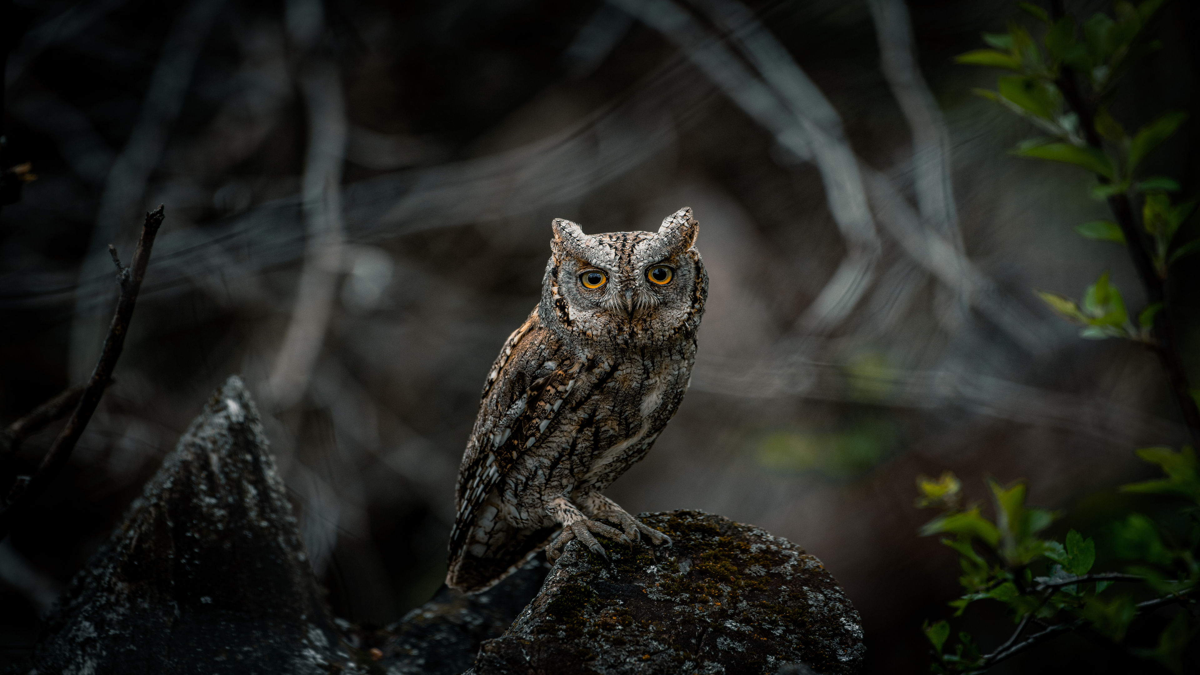 Eurasian Scops-Owl