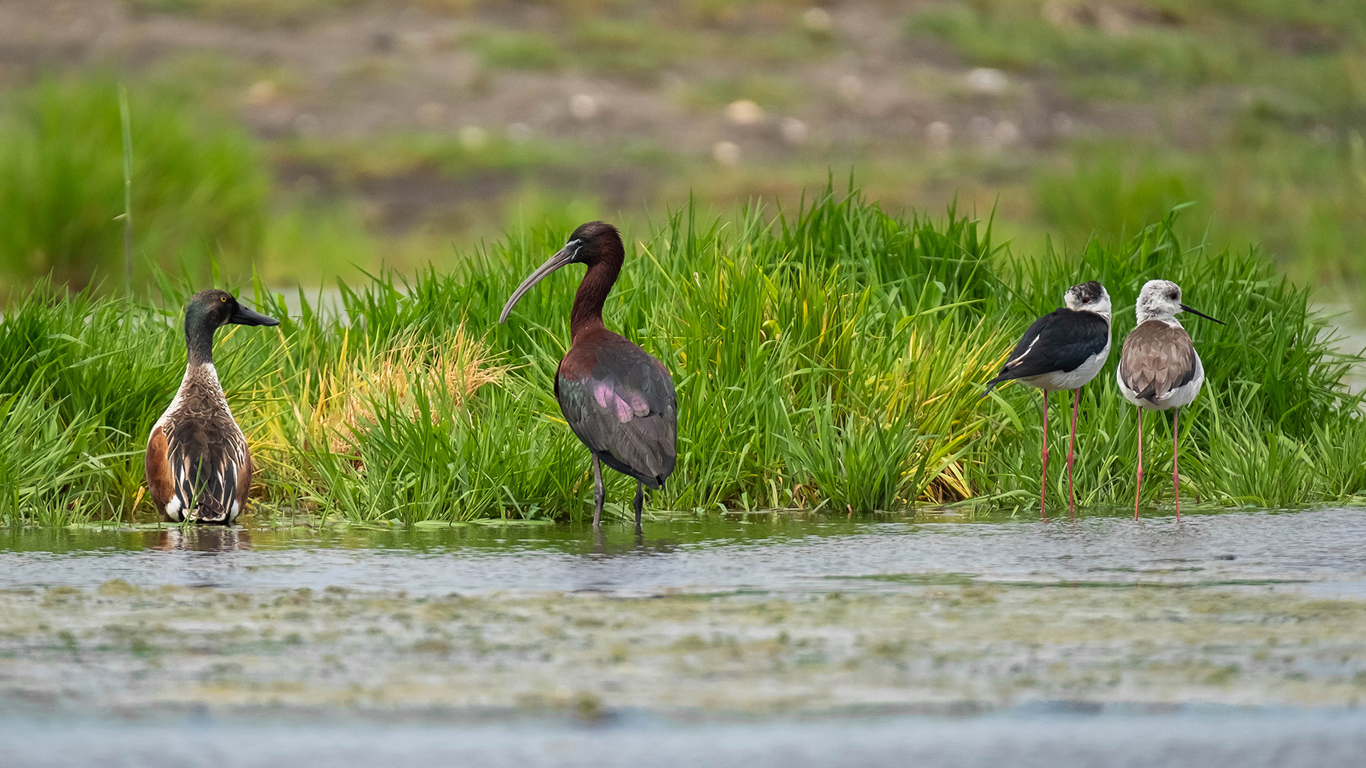Northern Shoveler