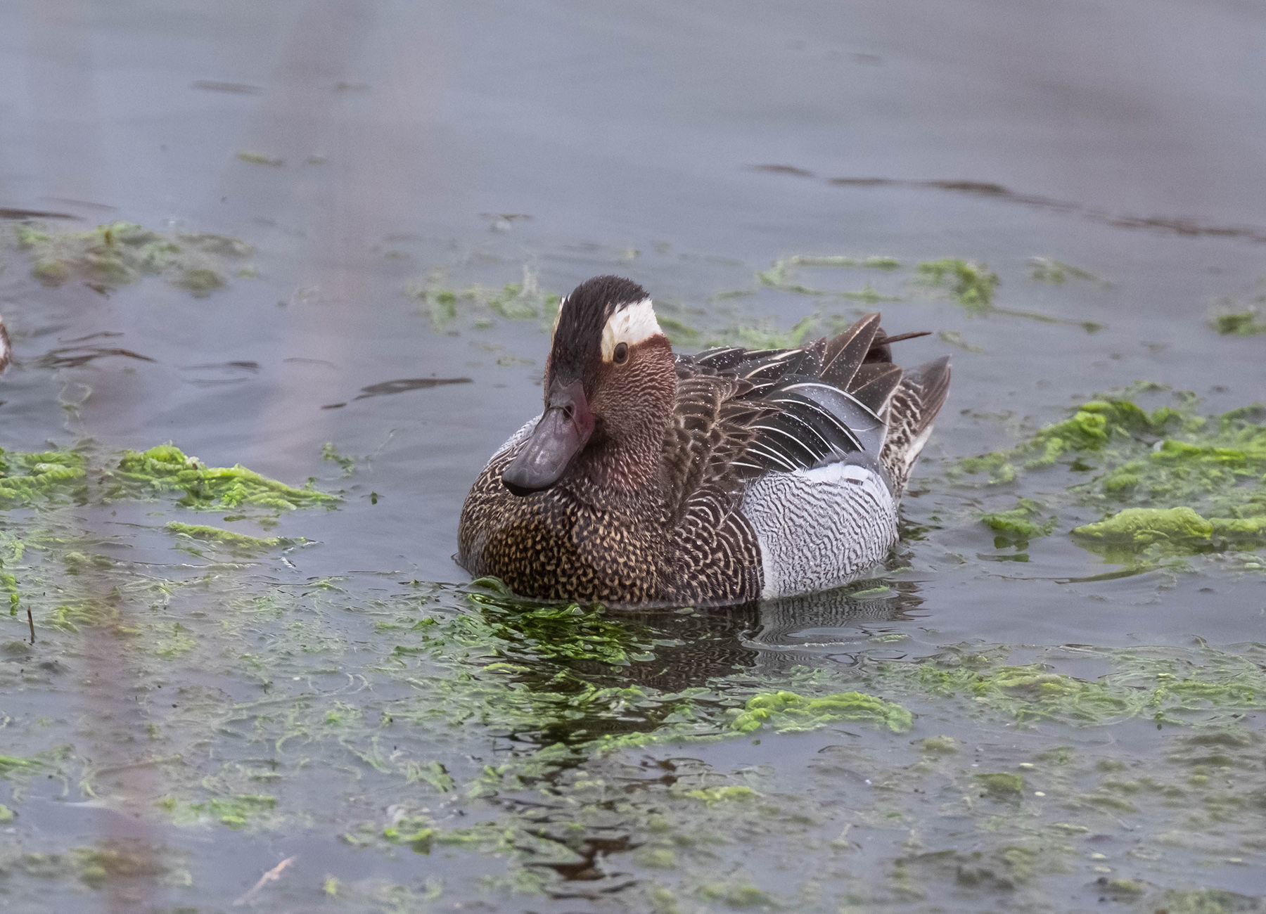 Garganey