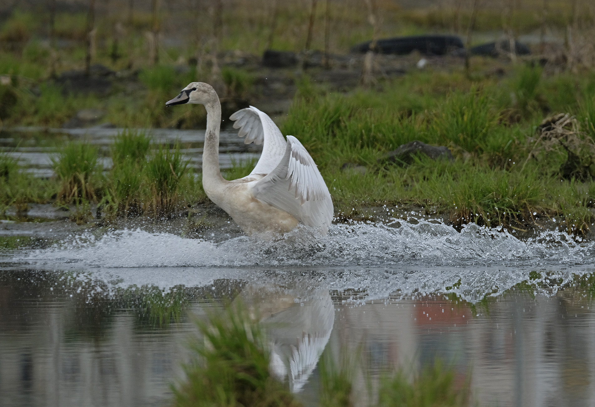Mute Swan