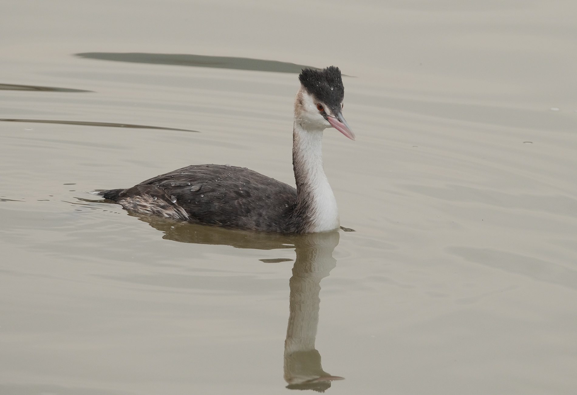 Great Crested Grebe
