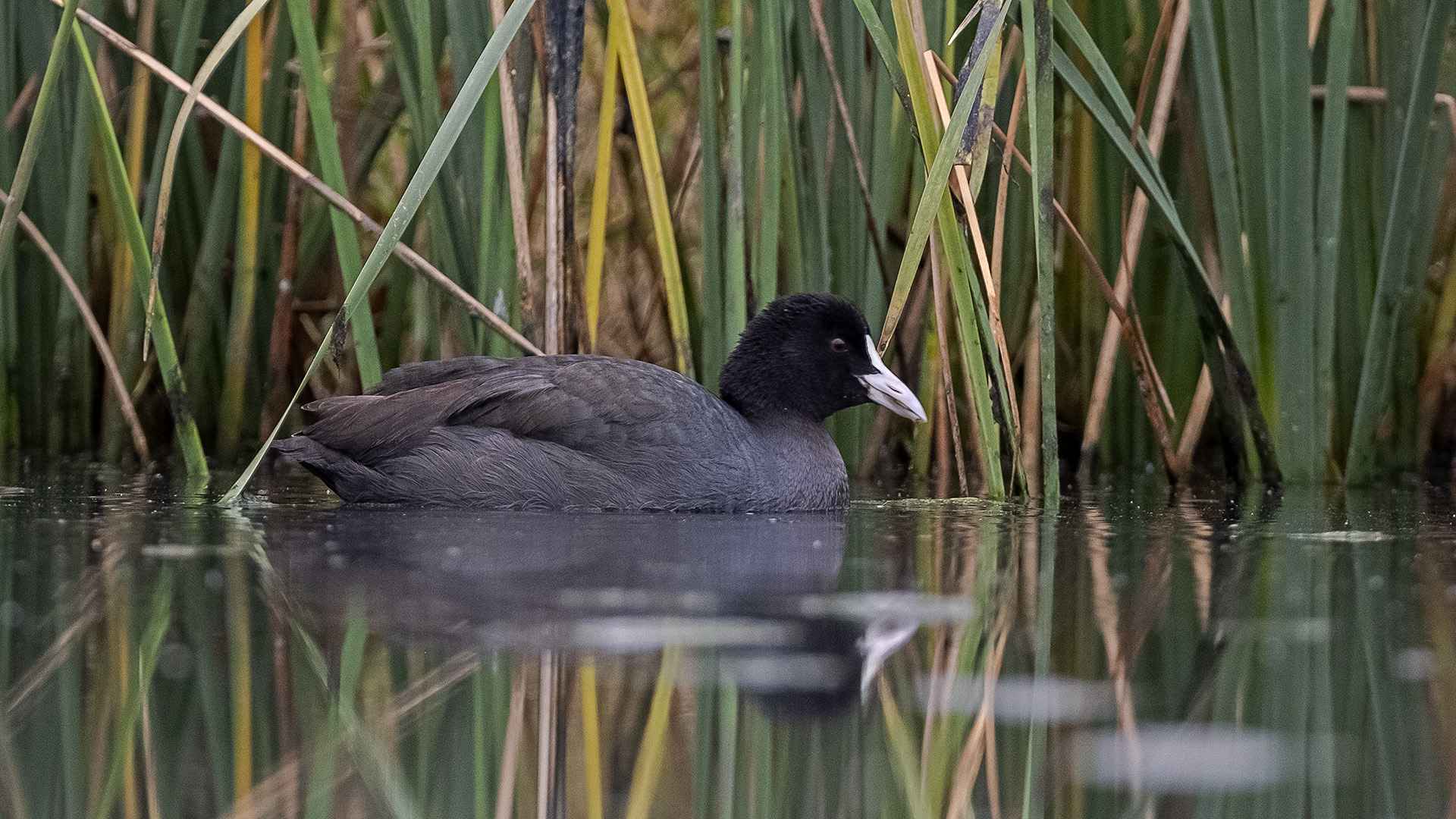 Eurasian Coot