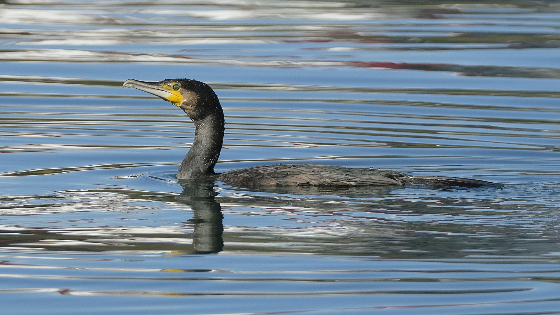 Great Cormorant