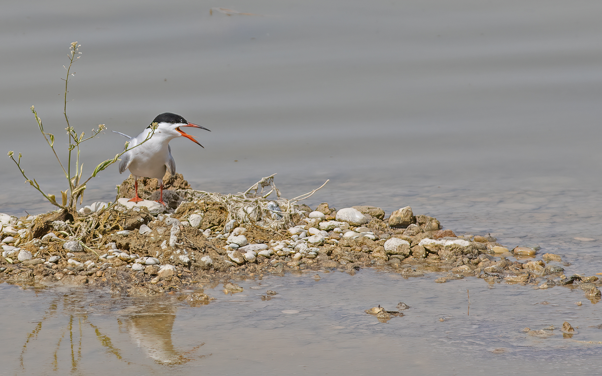 Common Tern