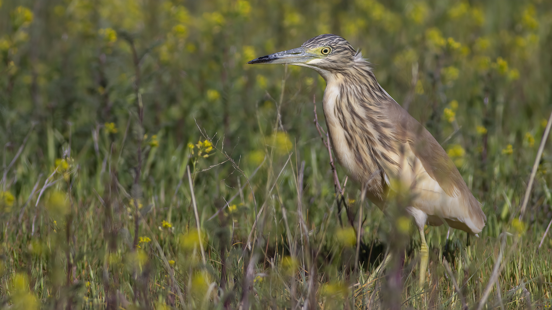 Squacco Heron