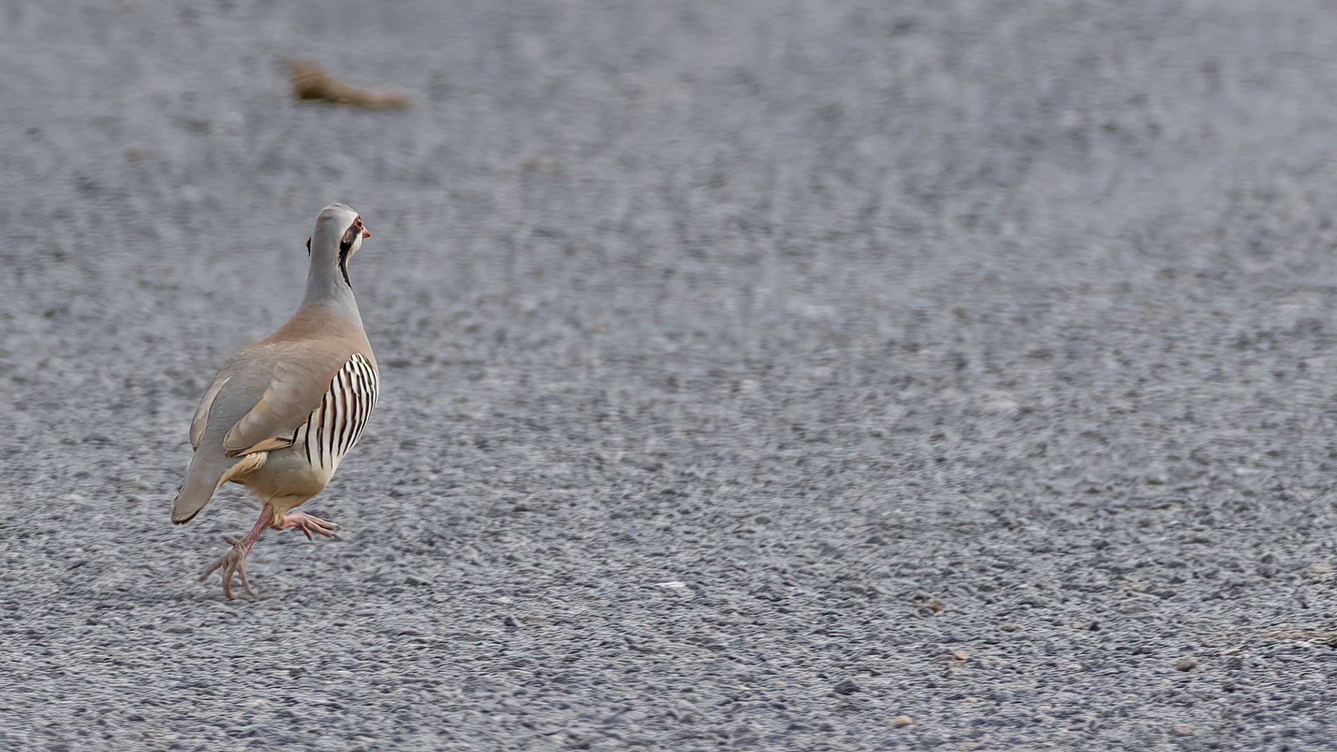 Chukar