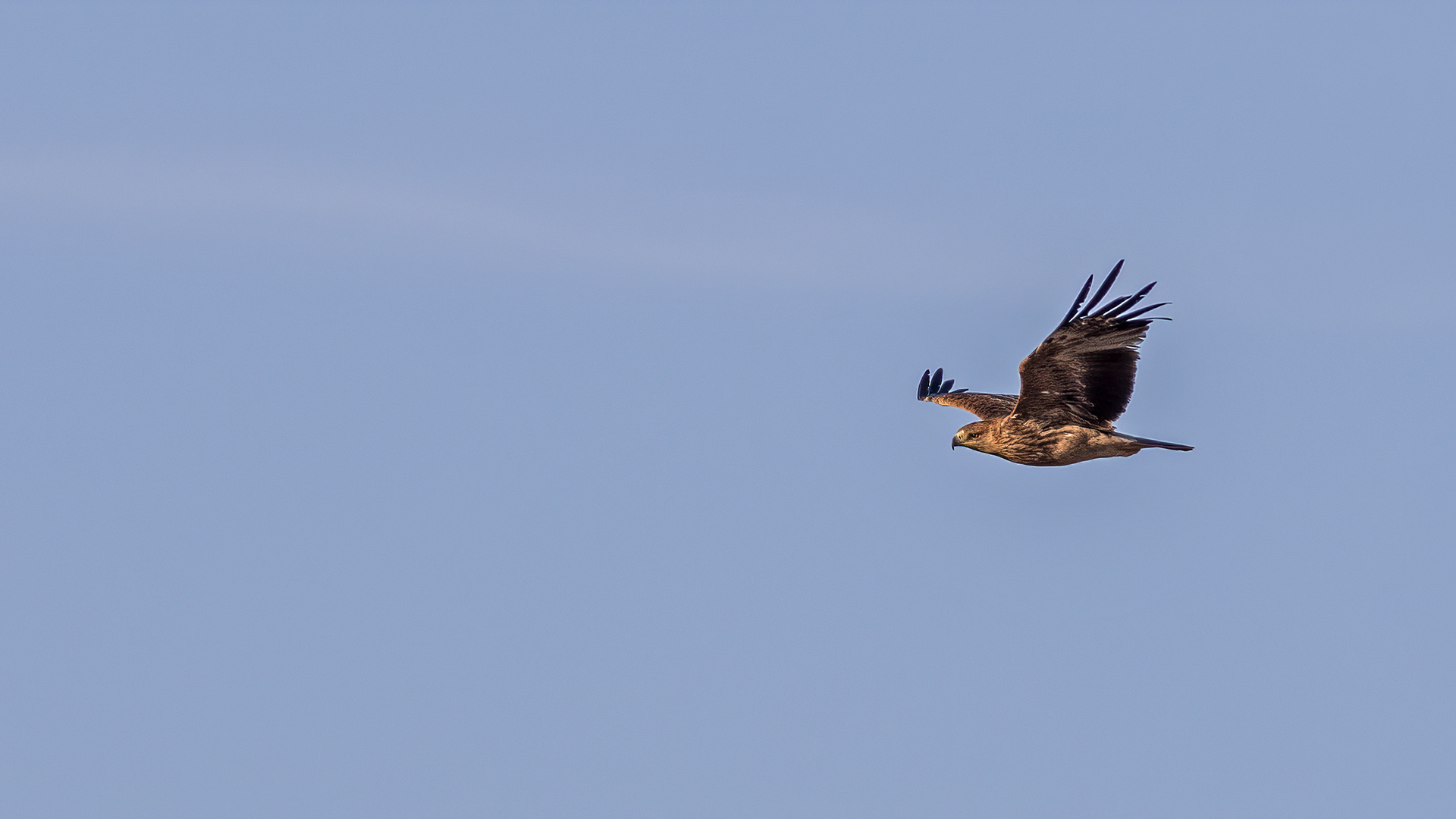 Imperial Eagle