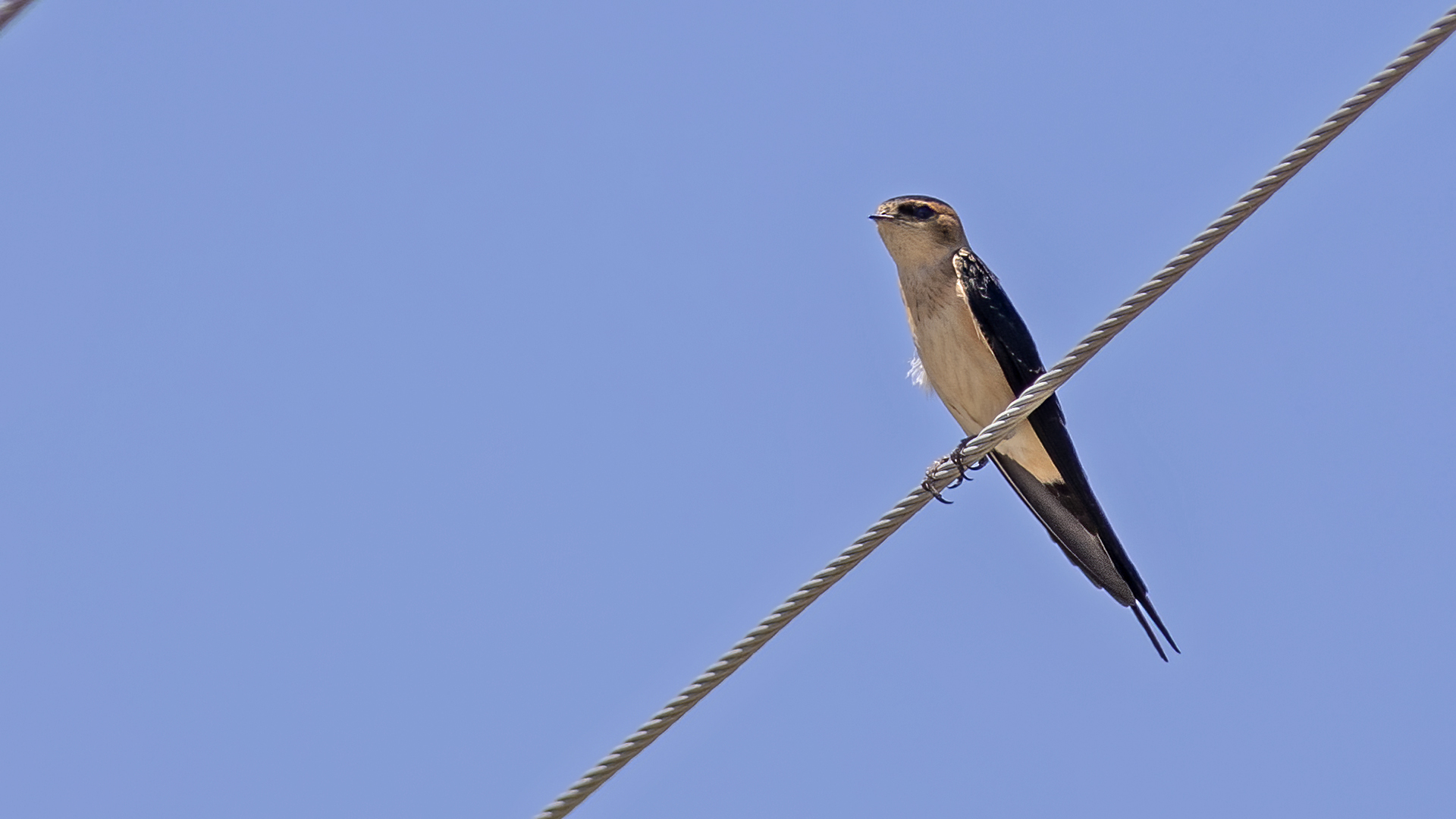 Red-rumped Swallow