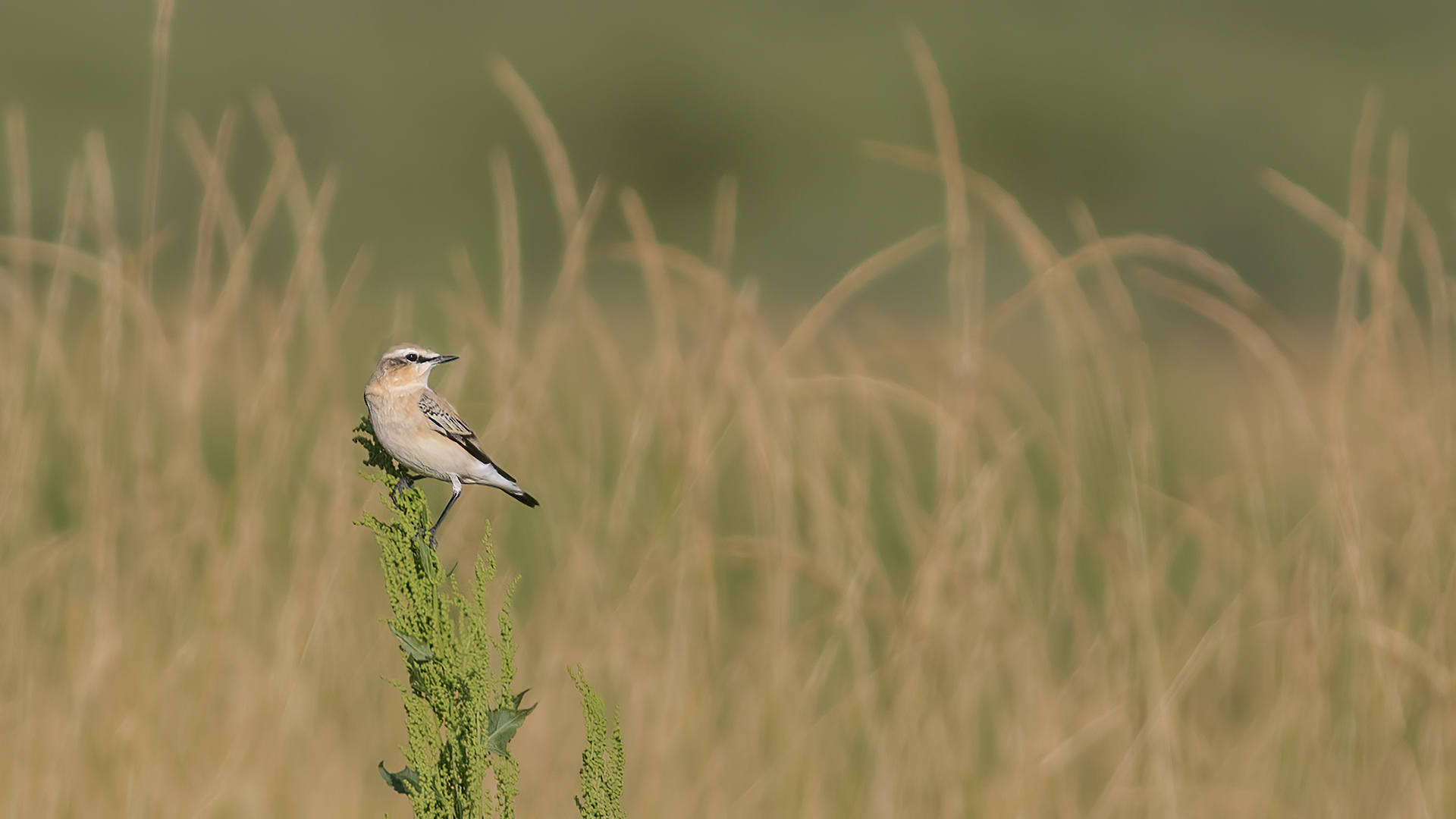 Northern Wheatear