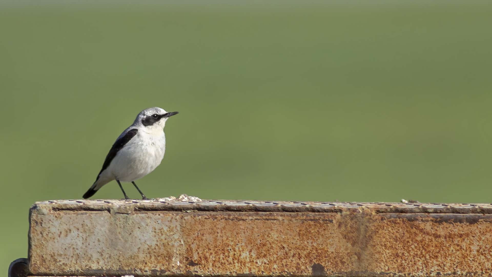 Northern Wheatear