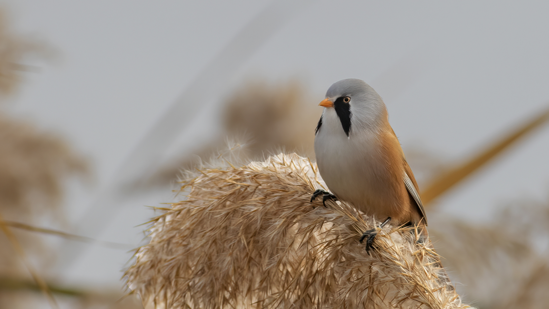 Bearded Reedling