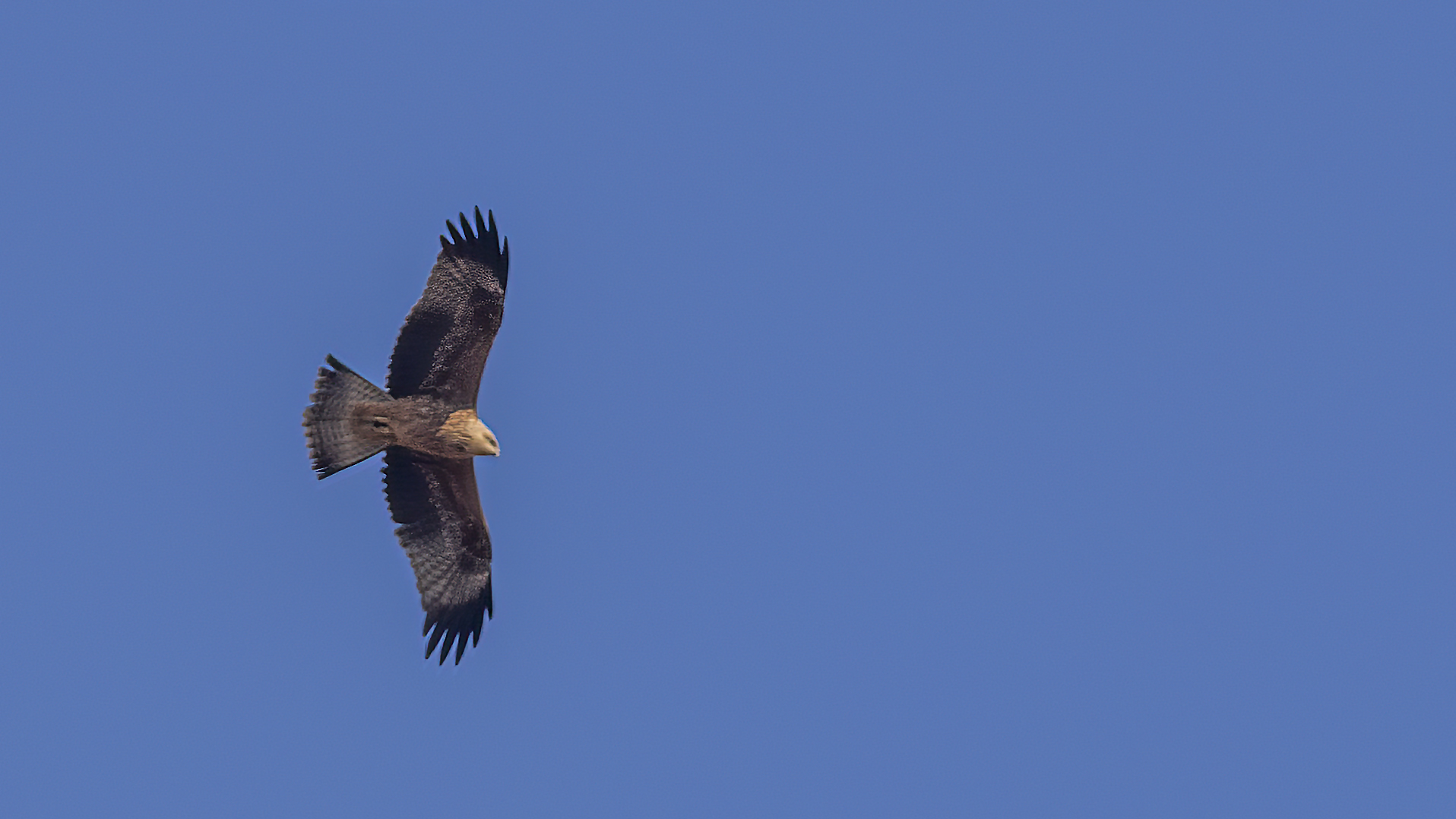 Black Kite