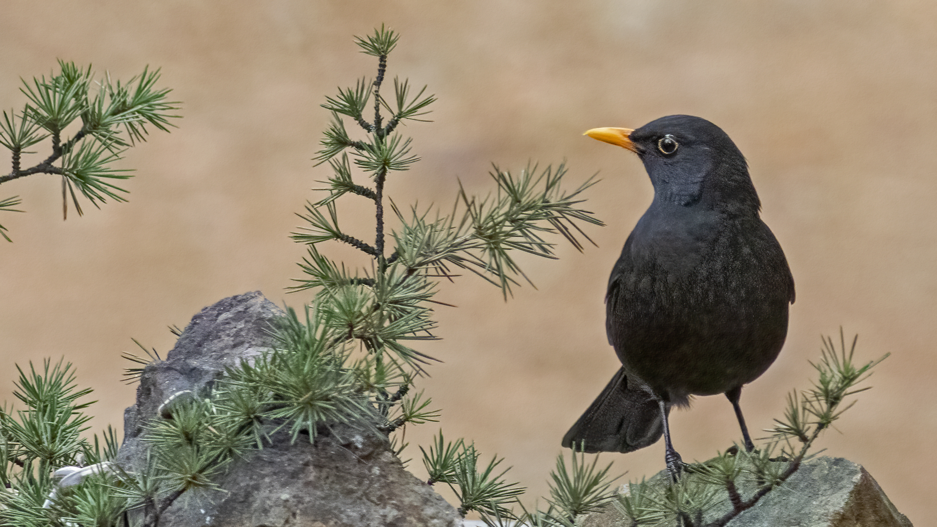Eurasian Blackbird