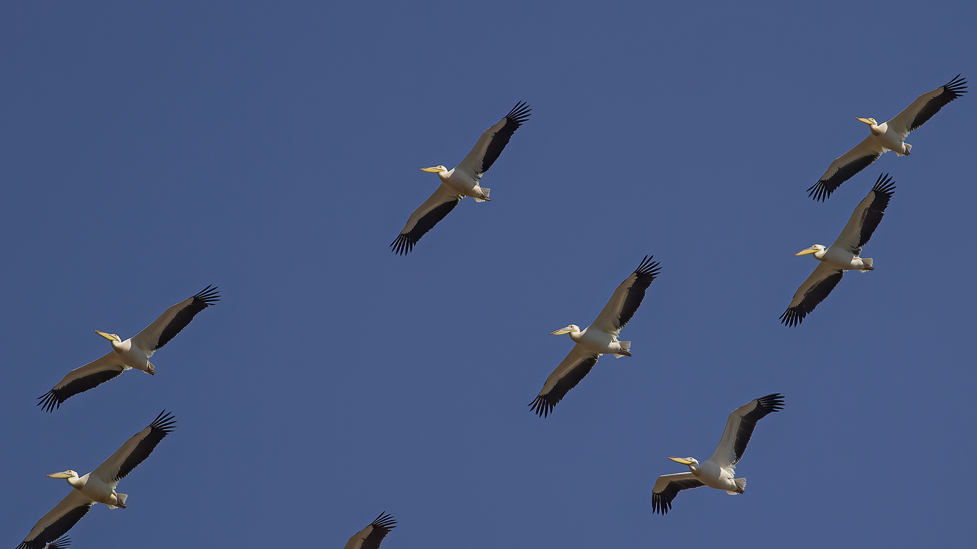 Dalmatian Pelican