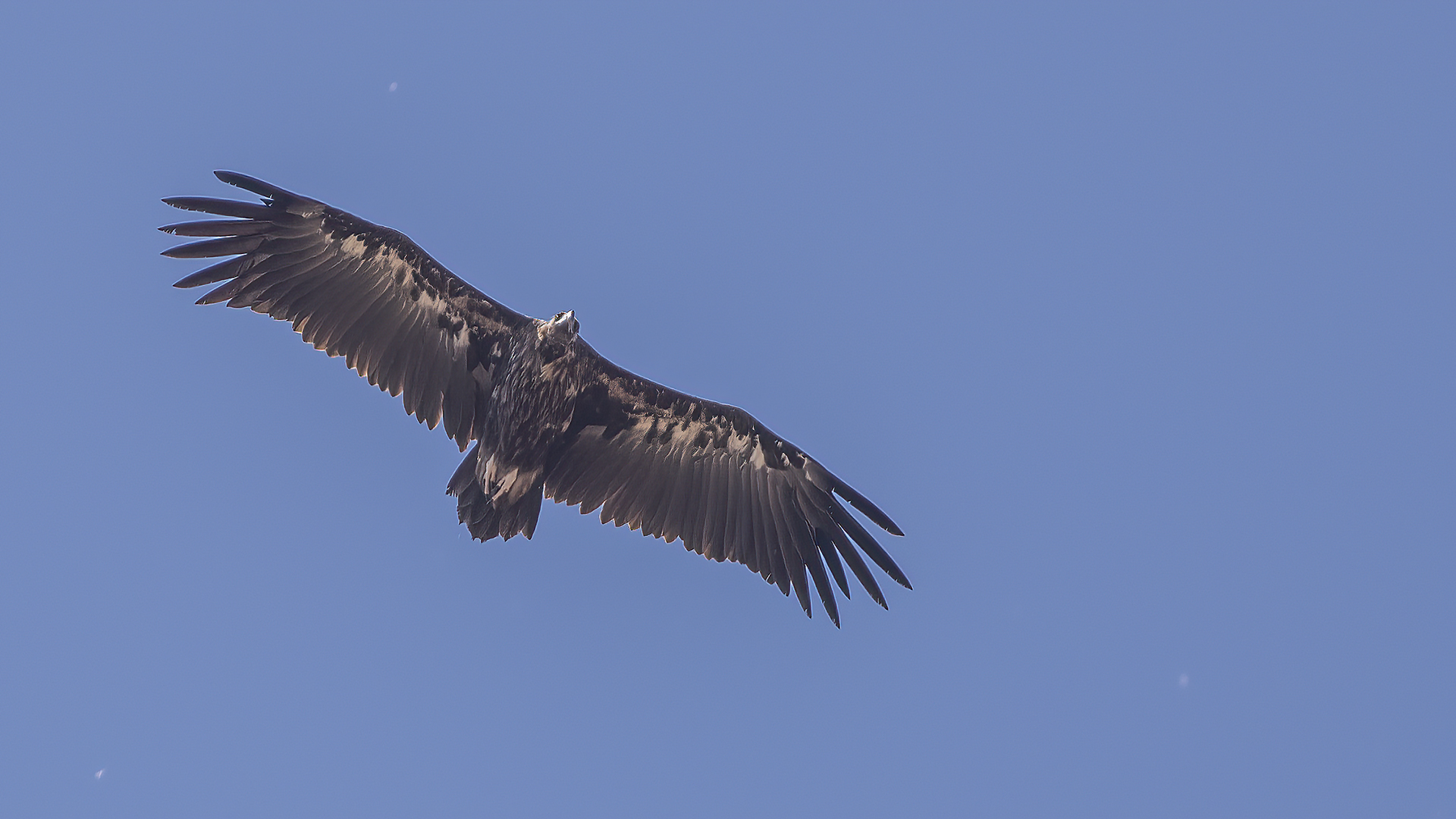 Cinereous Vulture