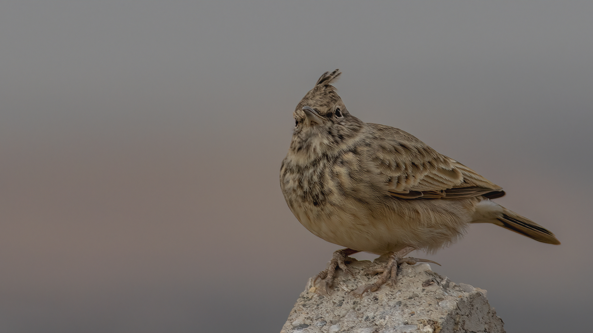 Crested Lark