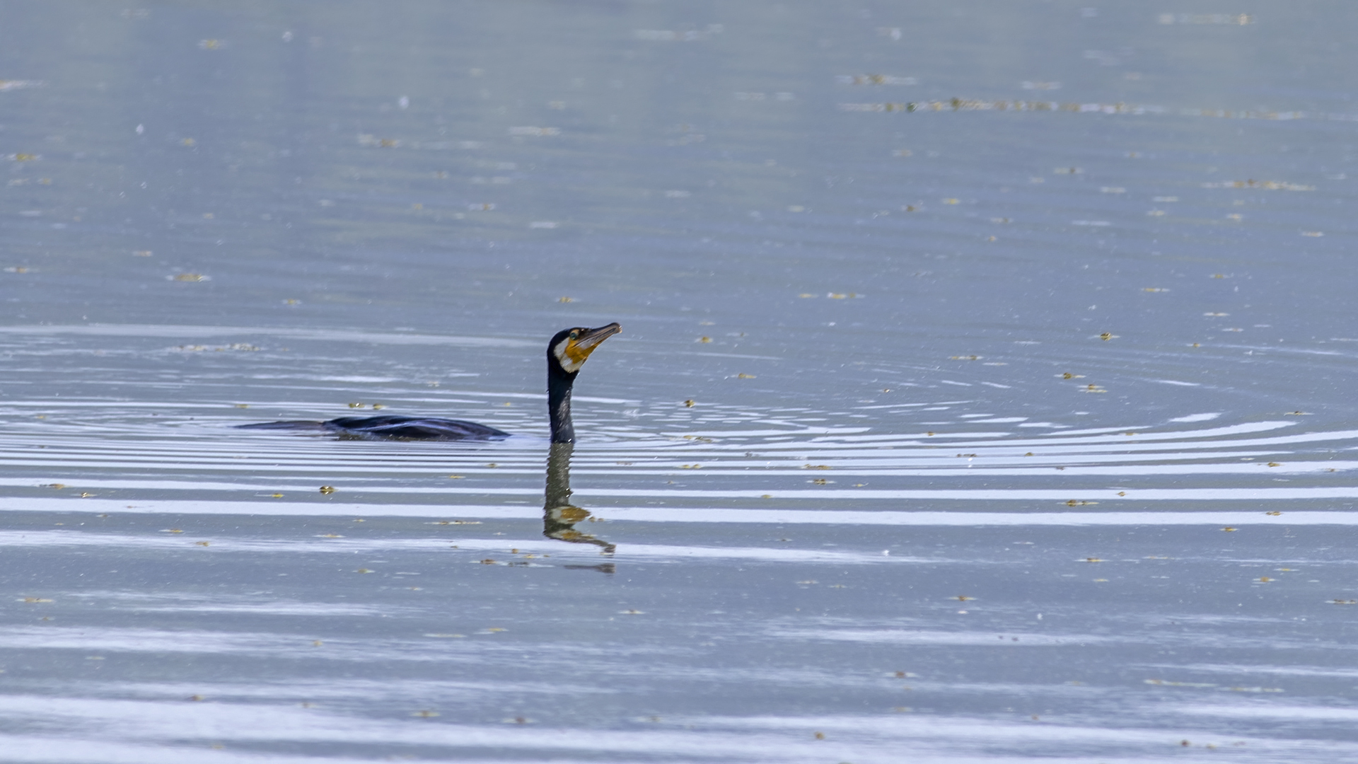 Great Cormorant