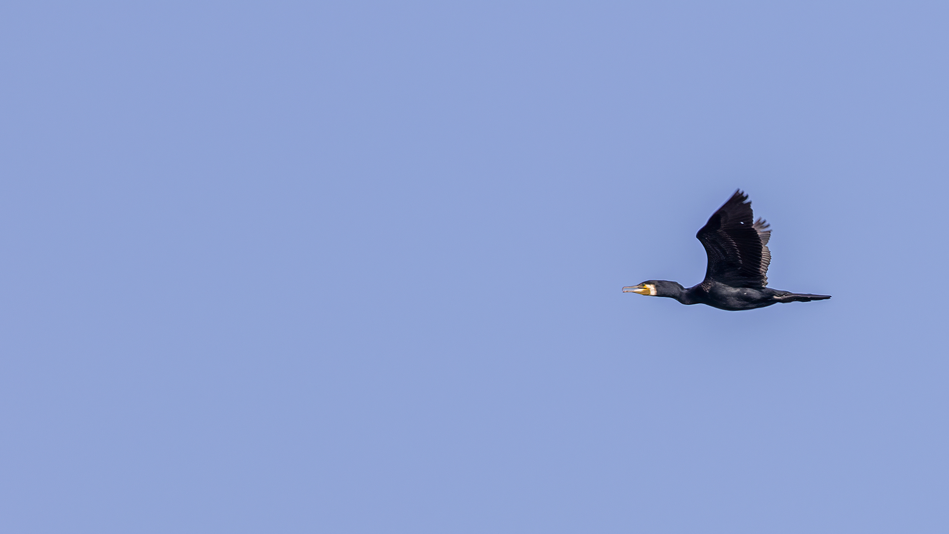 Great Cormorant