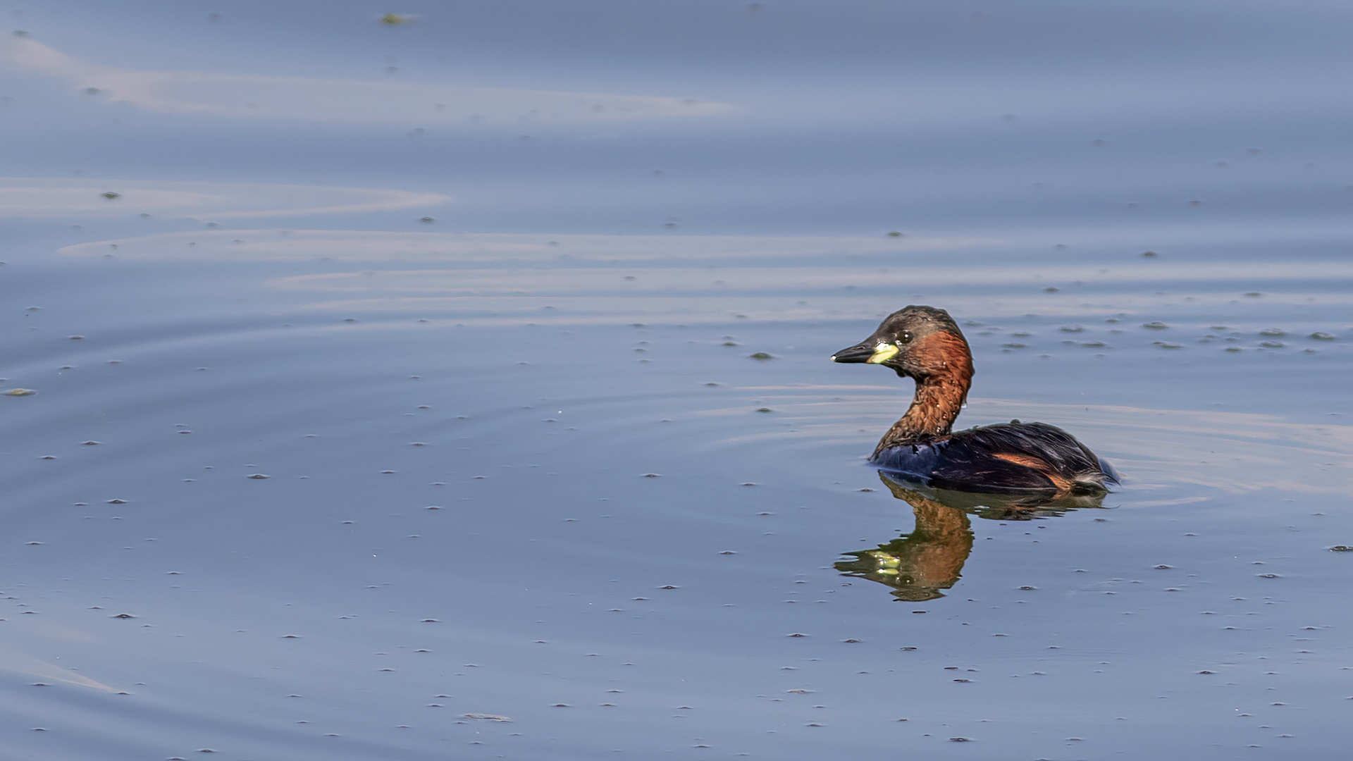 Little Grebe