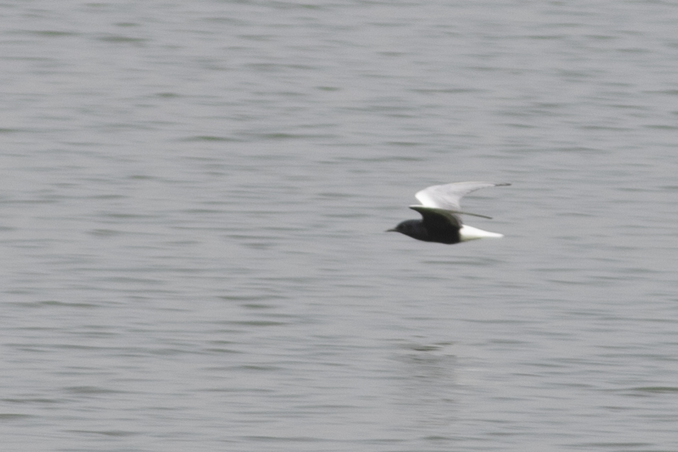 White-winged Tern