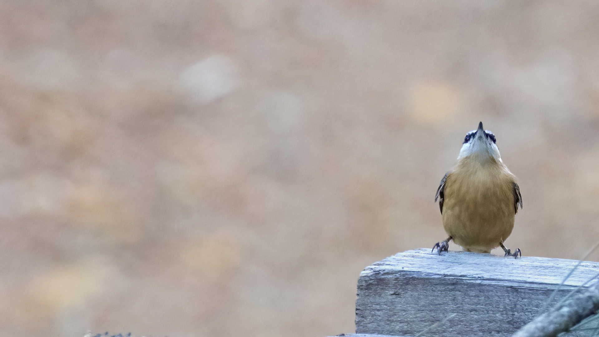 Eurasian Nuthatch