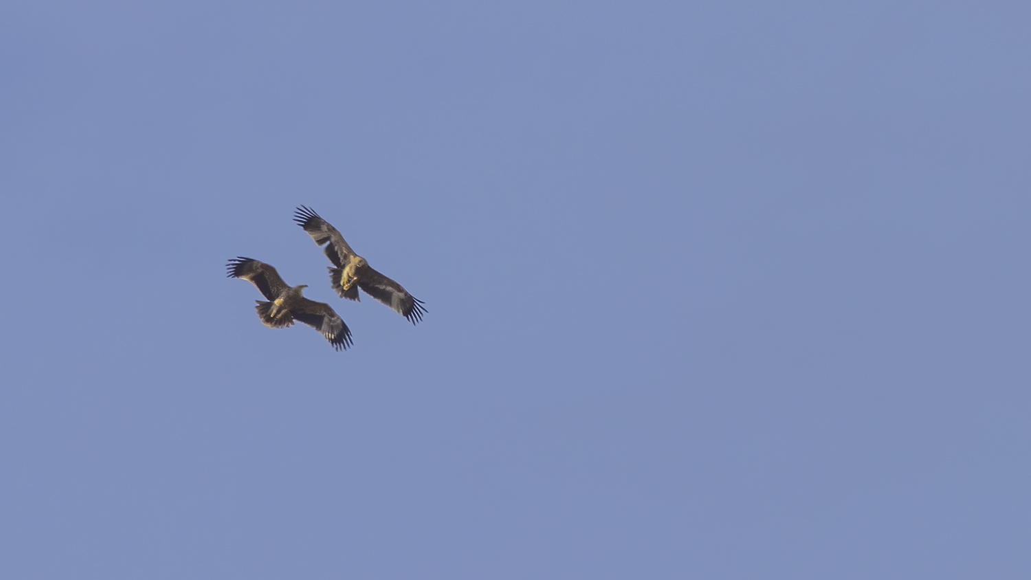 Imperial Eagle