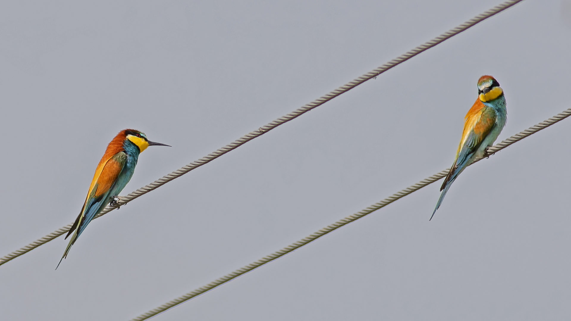 European Bee-eater
