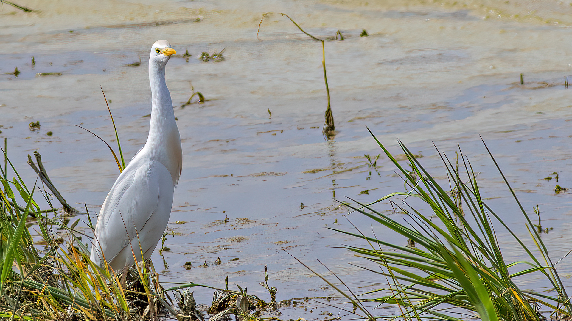 Cattle Egret