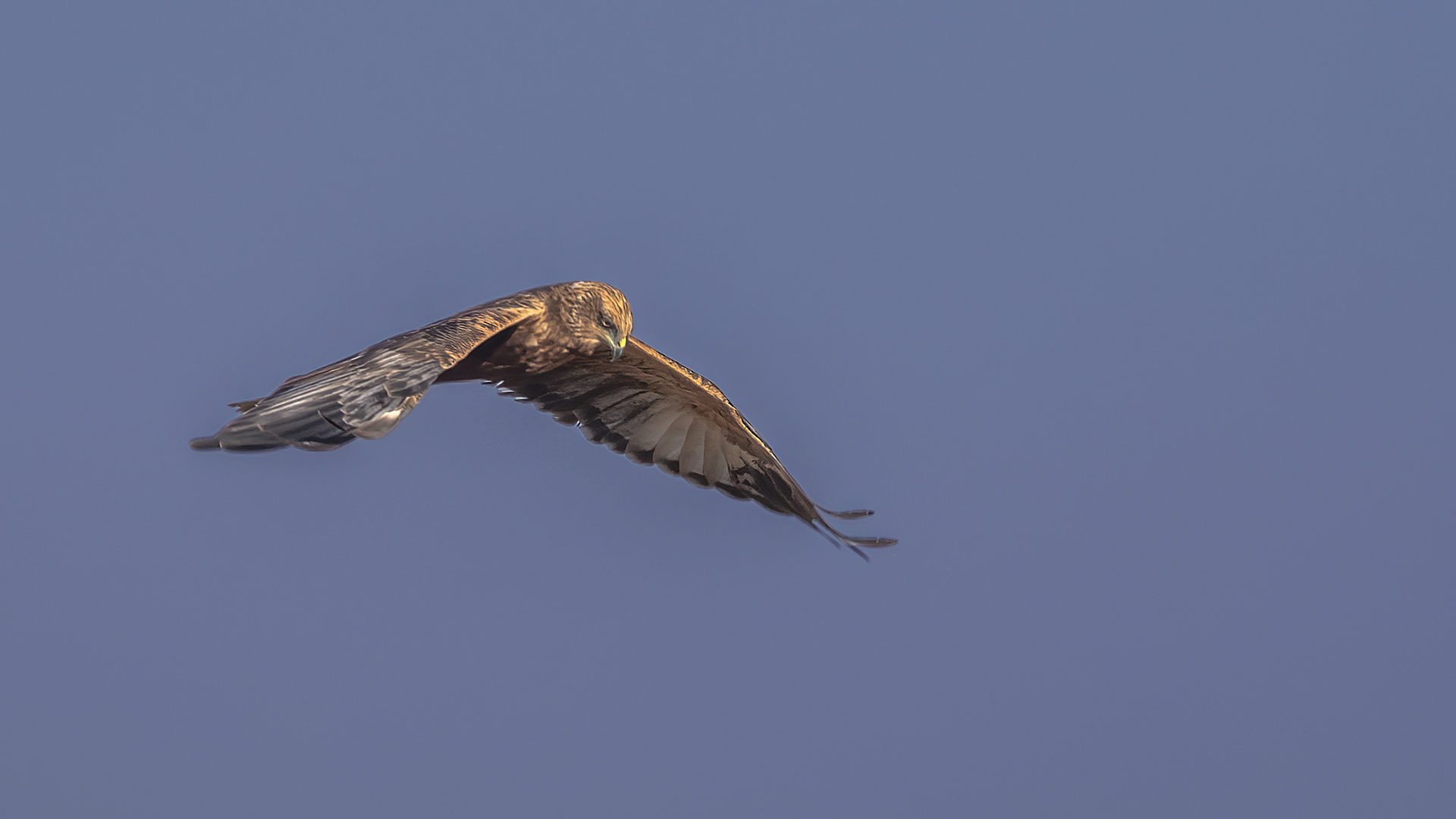 Eurasian Marsh-Harrier