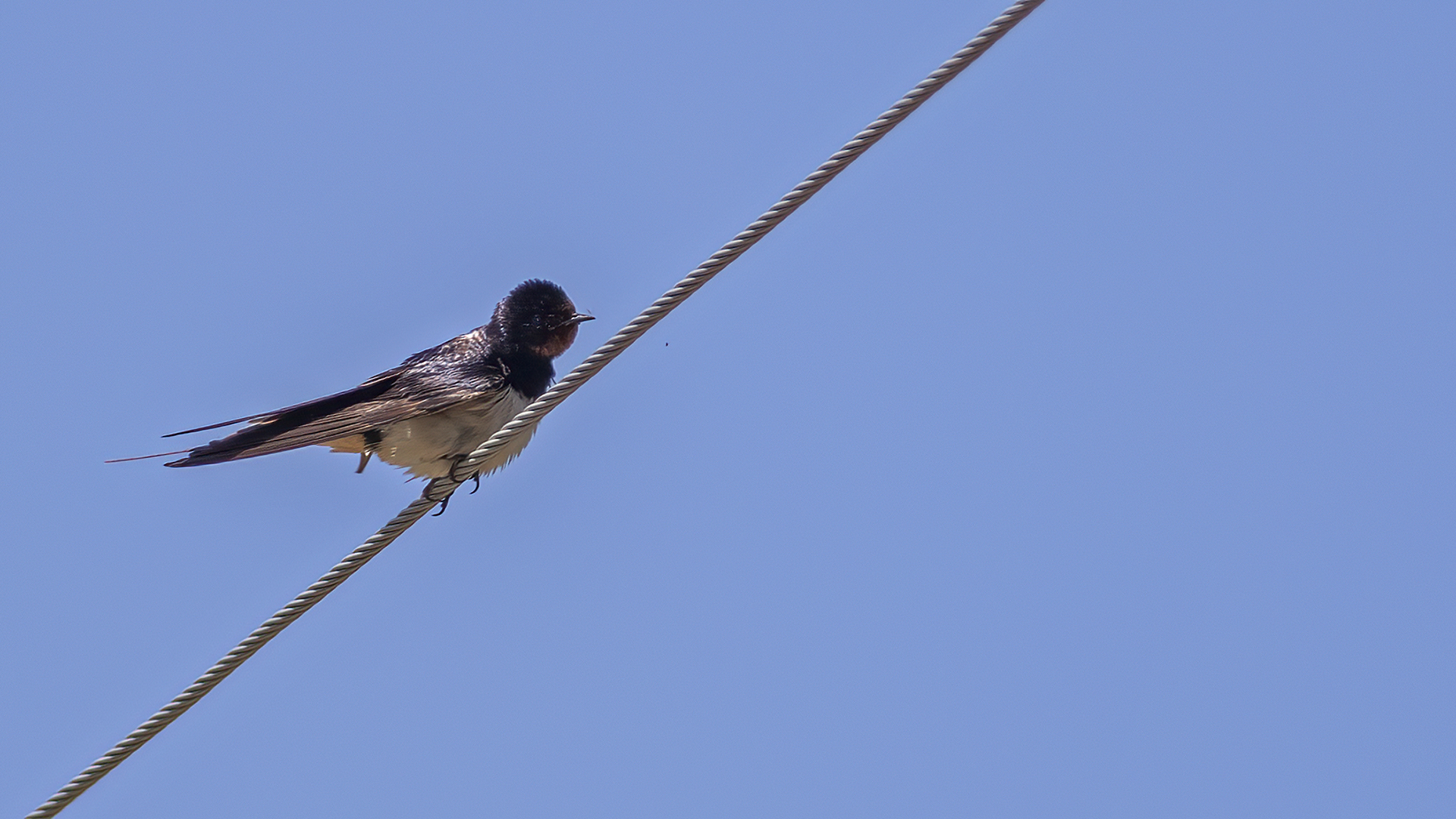 Barn Swallow