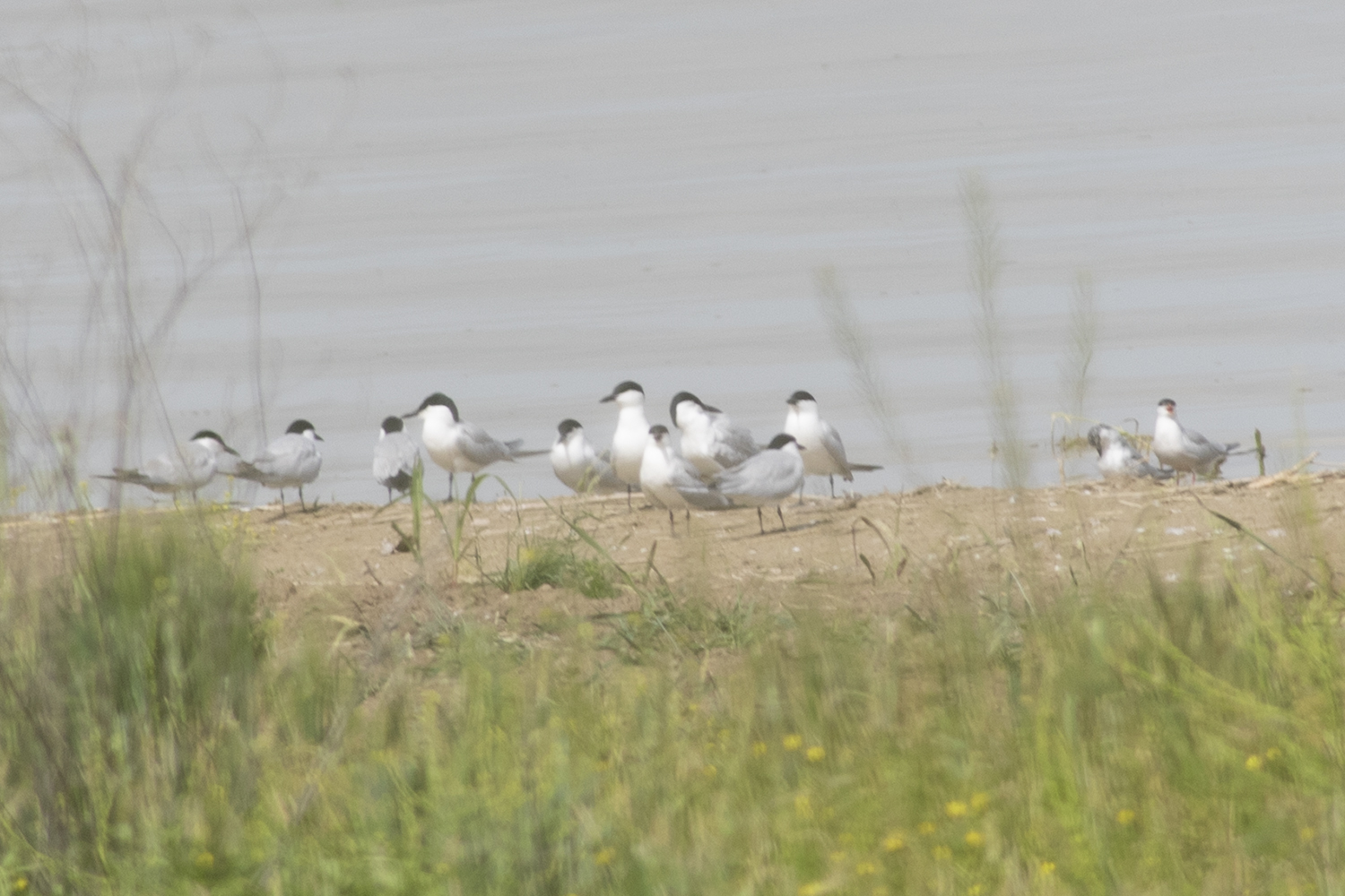 Gull-billed Tern