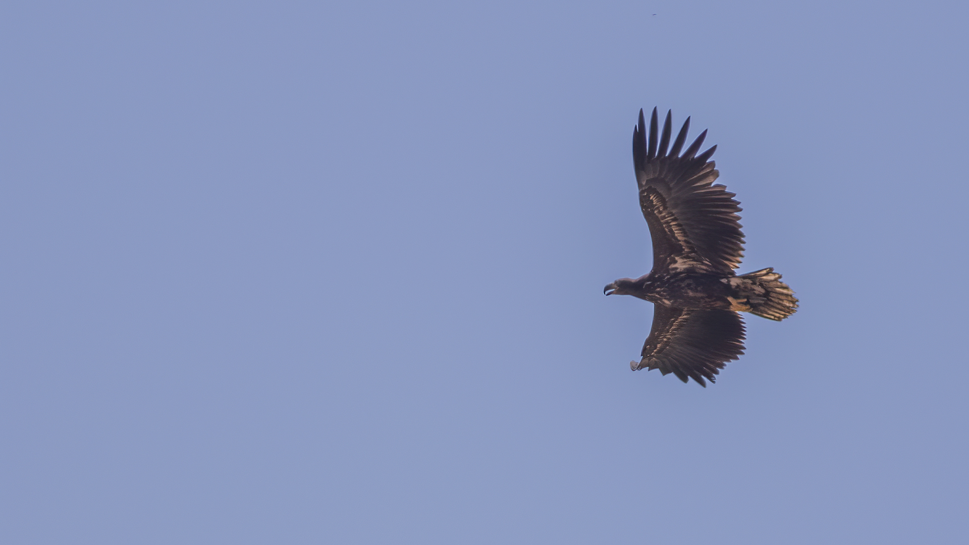 White-tailed Eagle