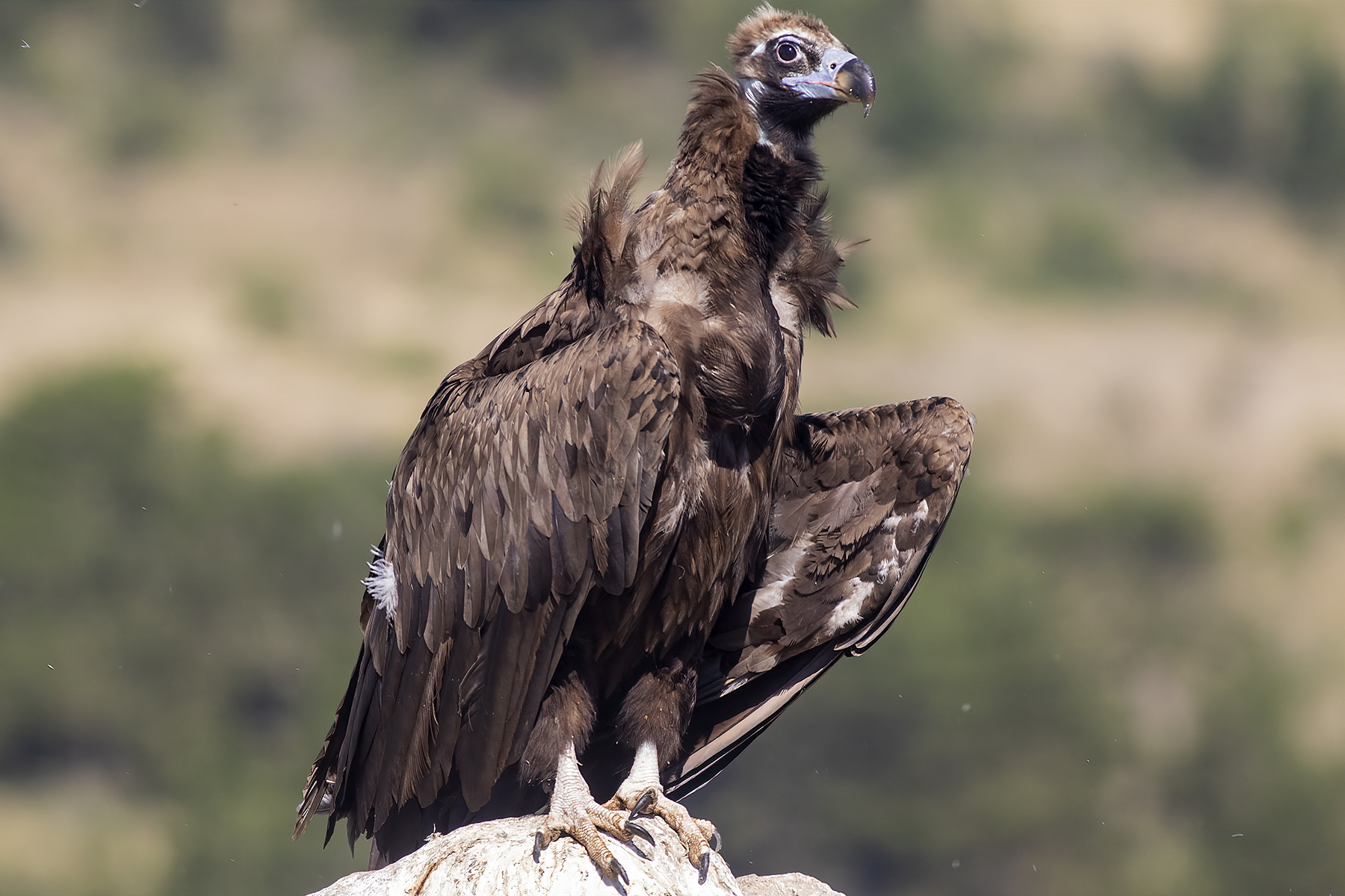 Cinereous Vulture