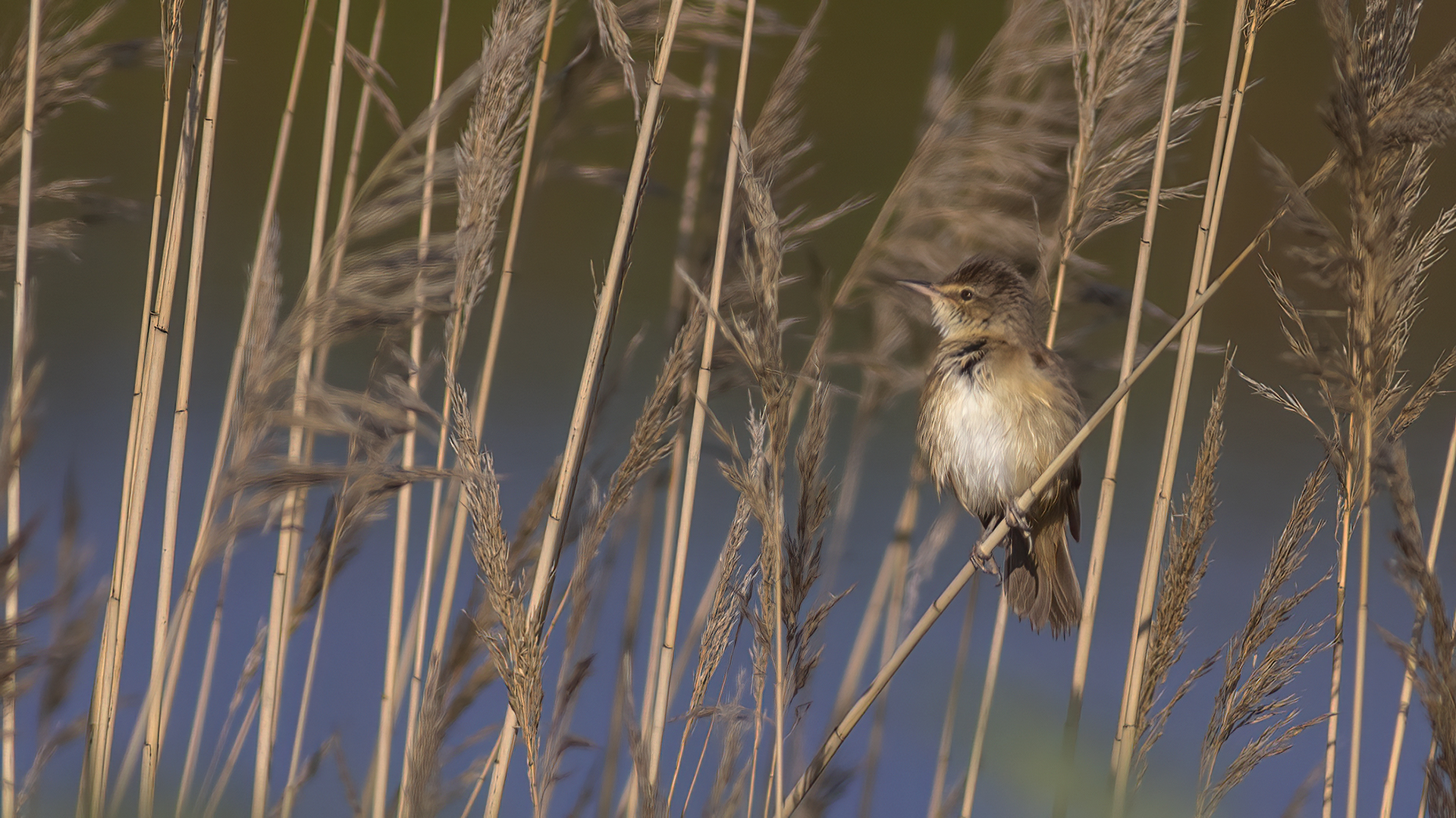 Great Reed Warbler