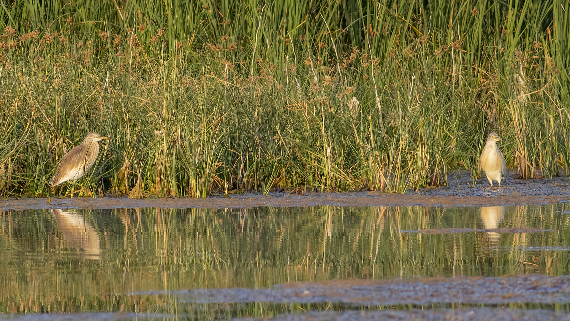 Squacco Heron