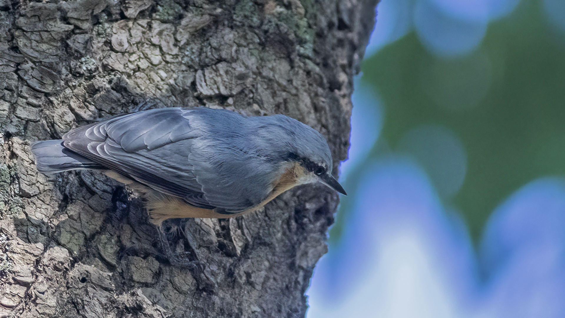 Krüper's Nuthatch
