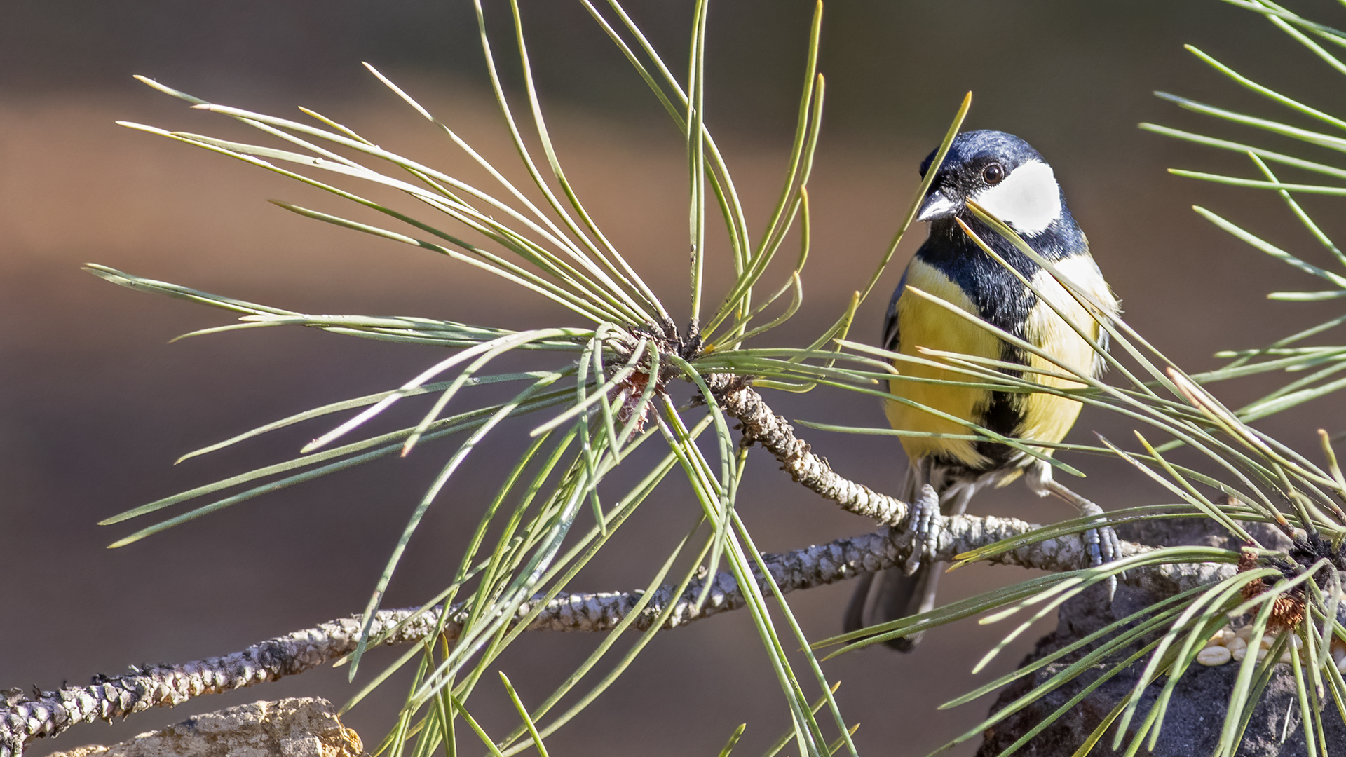 Great Tit